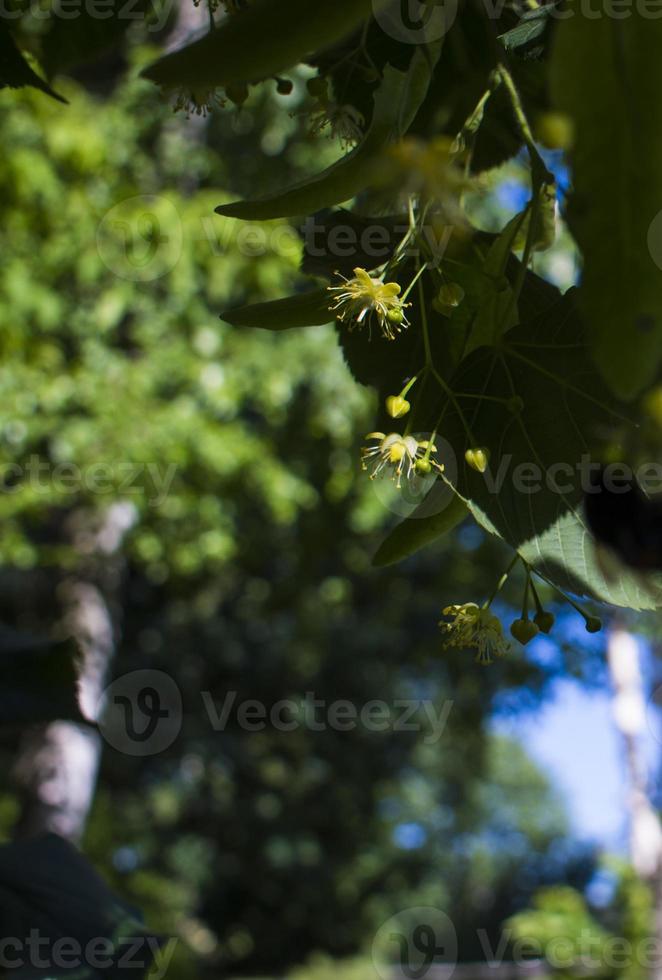 Tilia, linden tree, basswood or lime tree with unblown blossom. Tilia tree is going to bloom. A bee gathers lime-colored honey photo