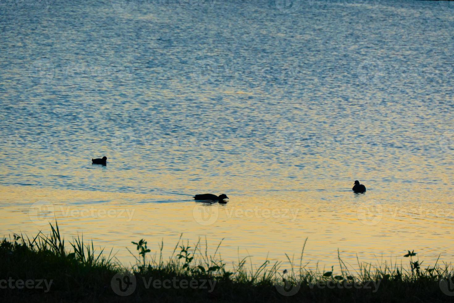 Duck silhouette in golden sunset photo