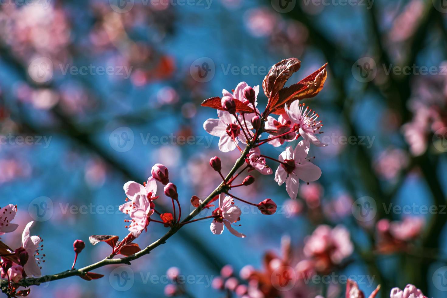 Prunus Cerasifera Pissardii Tree blossom with pink flowers. Spring twig of Cherry, Prunus cerasus on blurred natural garden background. Selective focus. Fresh wallpaper, nature background concept photo