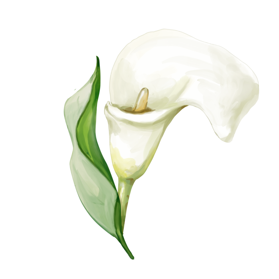 witte calla lelie png