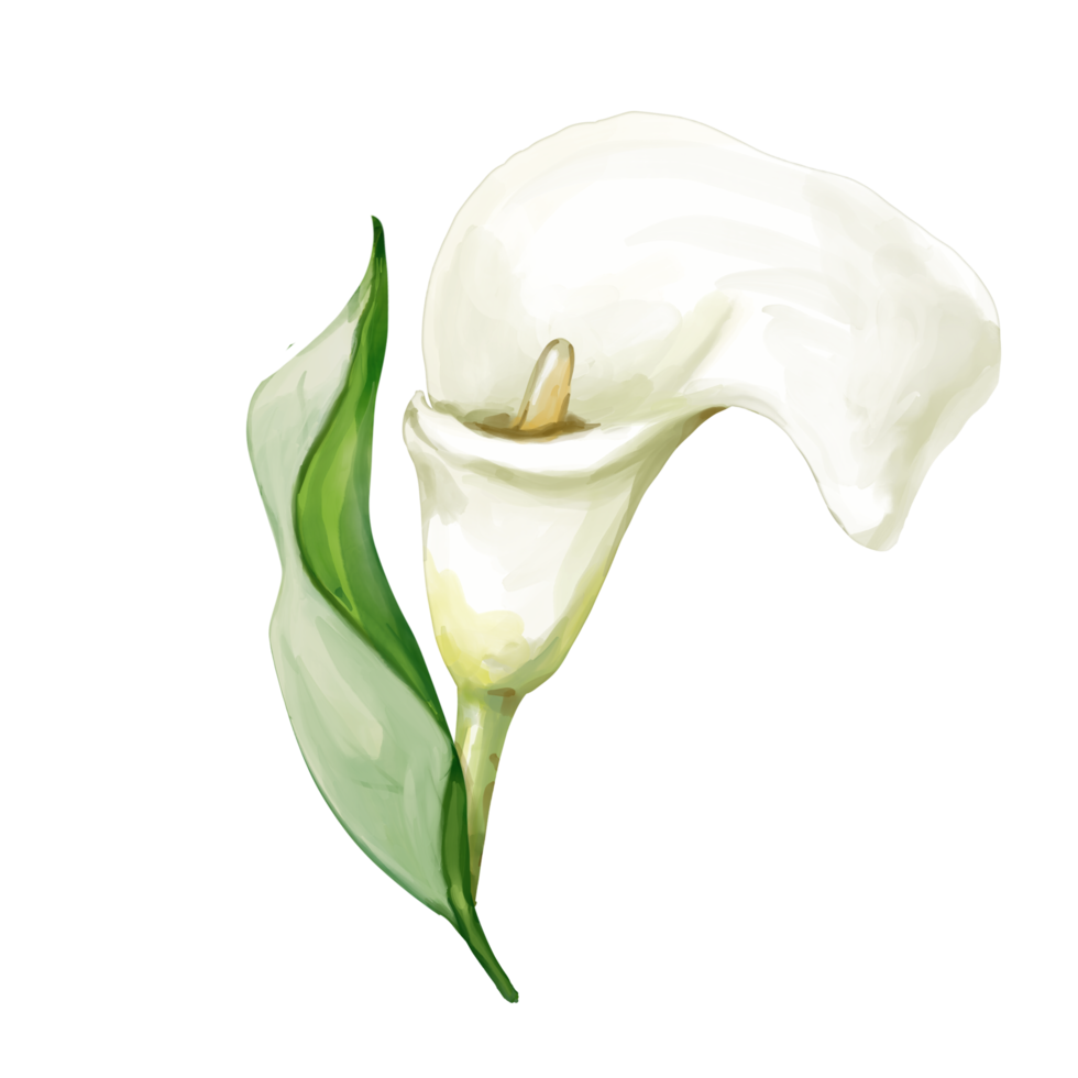 vit calla lily png