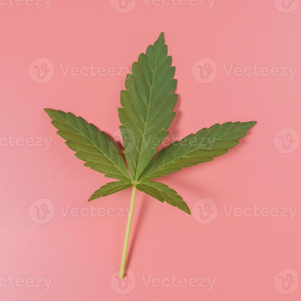 Weed, cannabis, hemp, marijuana leaf on colorful background. photo