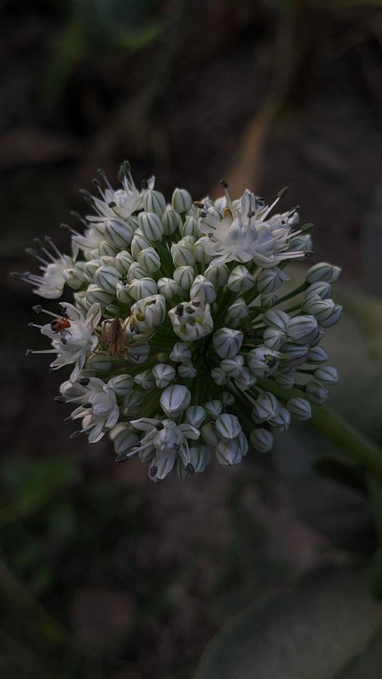 Onion flower on portrait blur background, close-up photo of growing onion vegetable