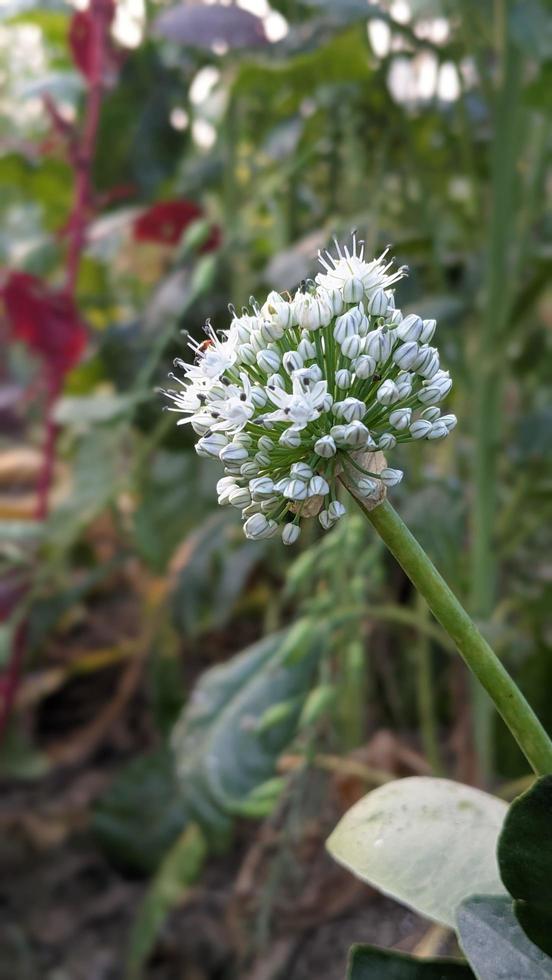 cebolla flor en retrato difuminar fondo, de cerca foto de creciente cebolla vegetal