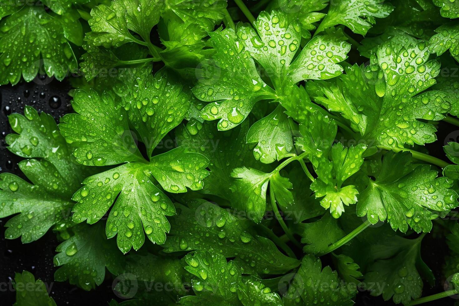 Fresco verde hojas de cilantro, perejil, cubierto con agua gotas. antecedentes. generativo ai foto