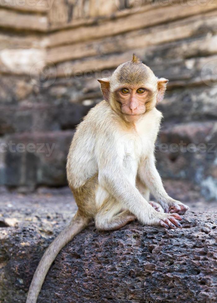 Portrait of young rhesus macaque monkey photo