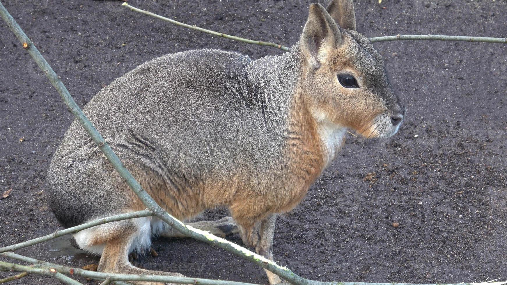 patagón mara, dolicotis patagonum, sentado y descansando, acecho para peligro foto