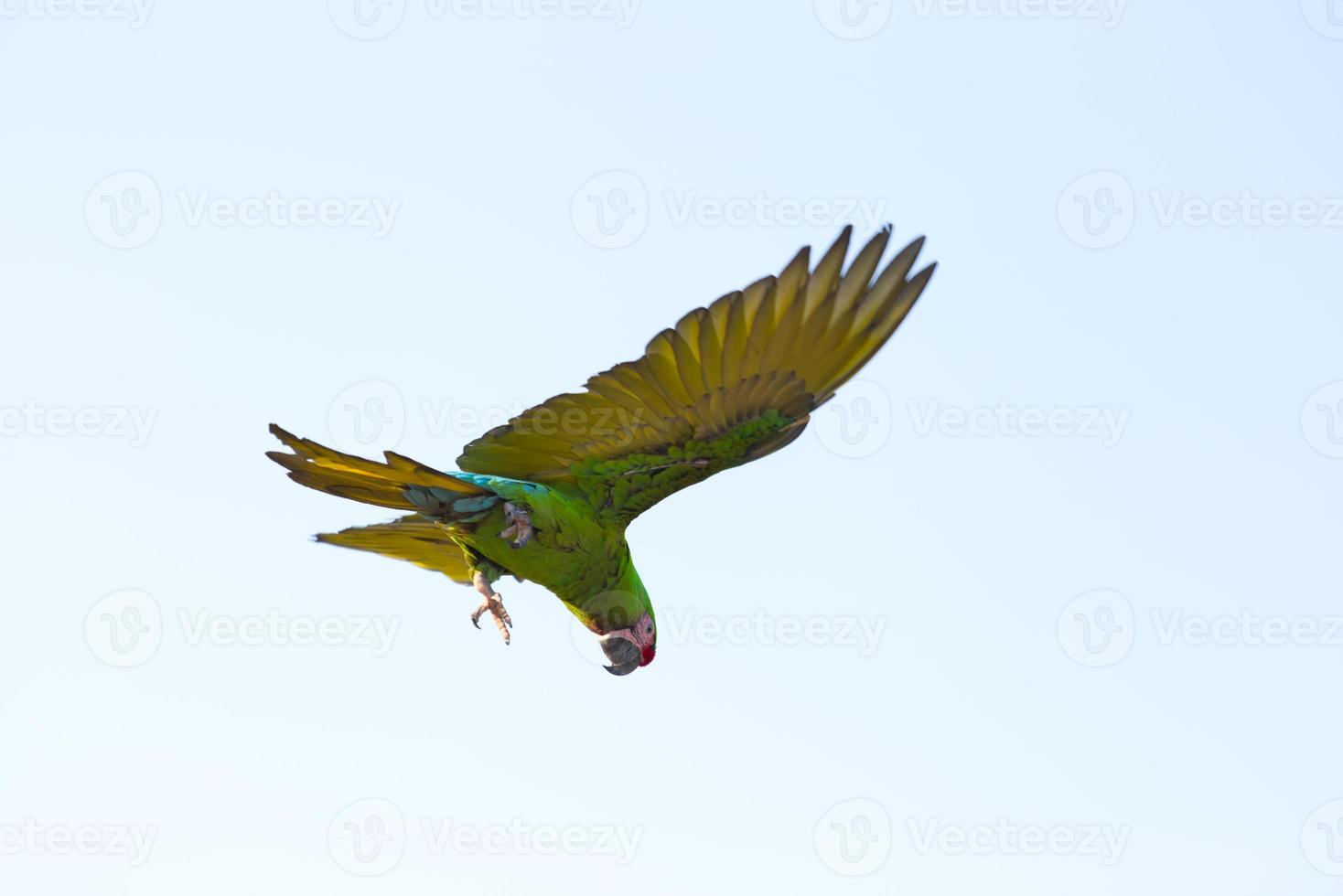 amarillo verde guacamayo loro volador con grupo en brillante azul cielo antecedentes foto