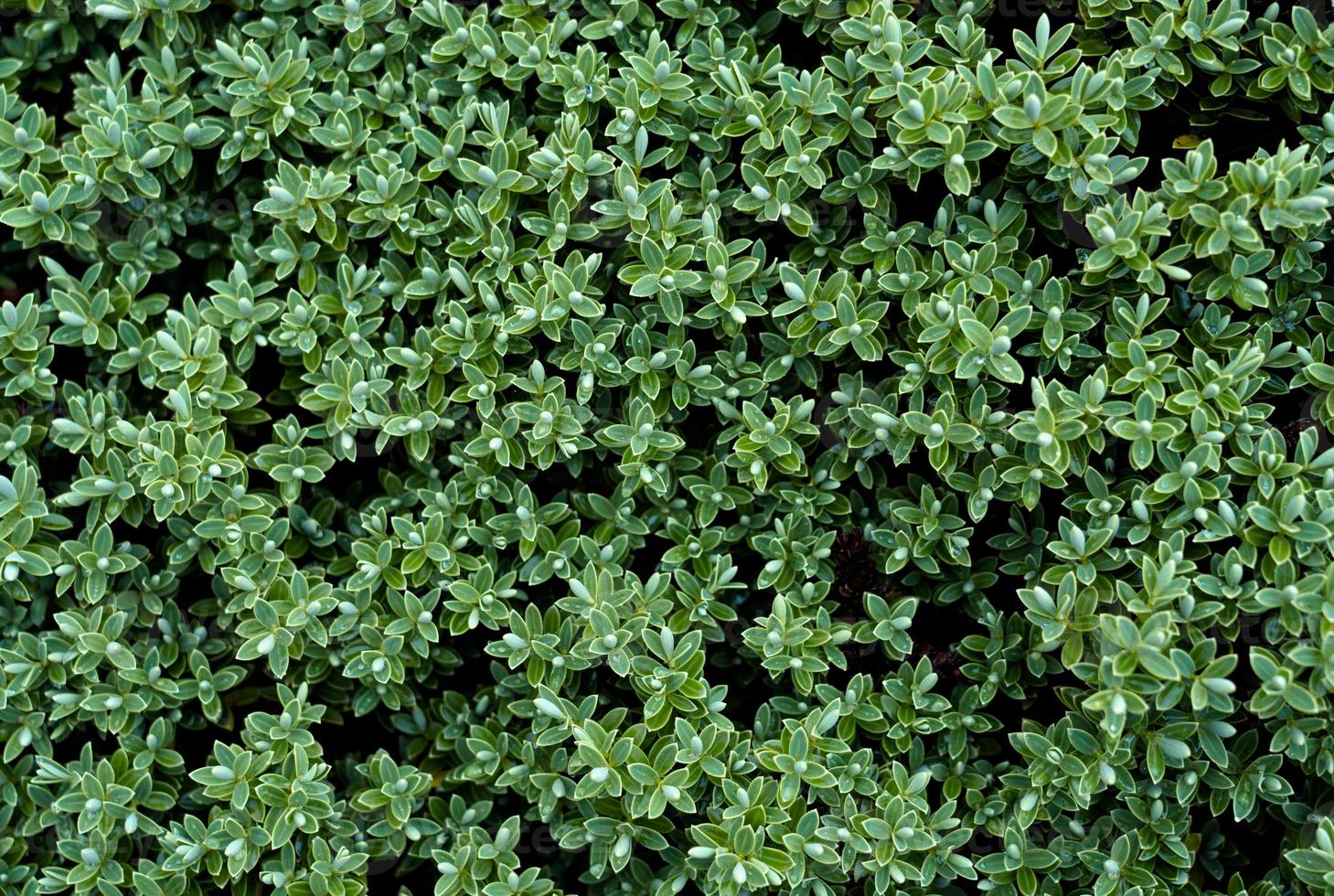 Top View Tropical Green Leaves Texture Abstract Background, Fresh leaf with water drops in the park, Beautiful Nature pattern for wallpaper concept photo