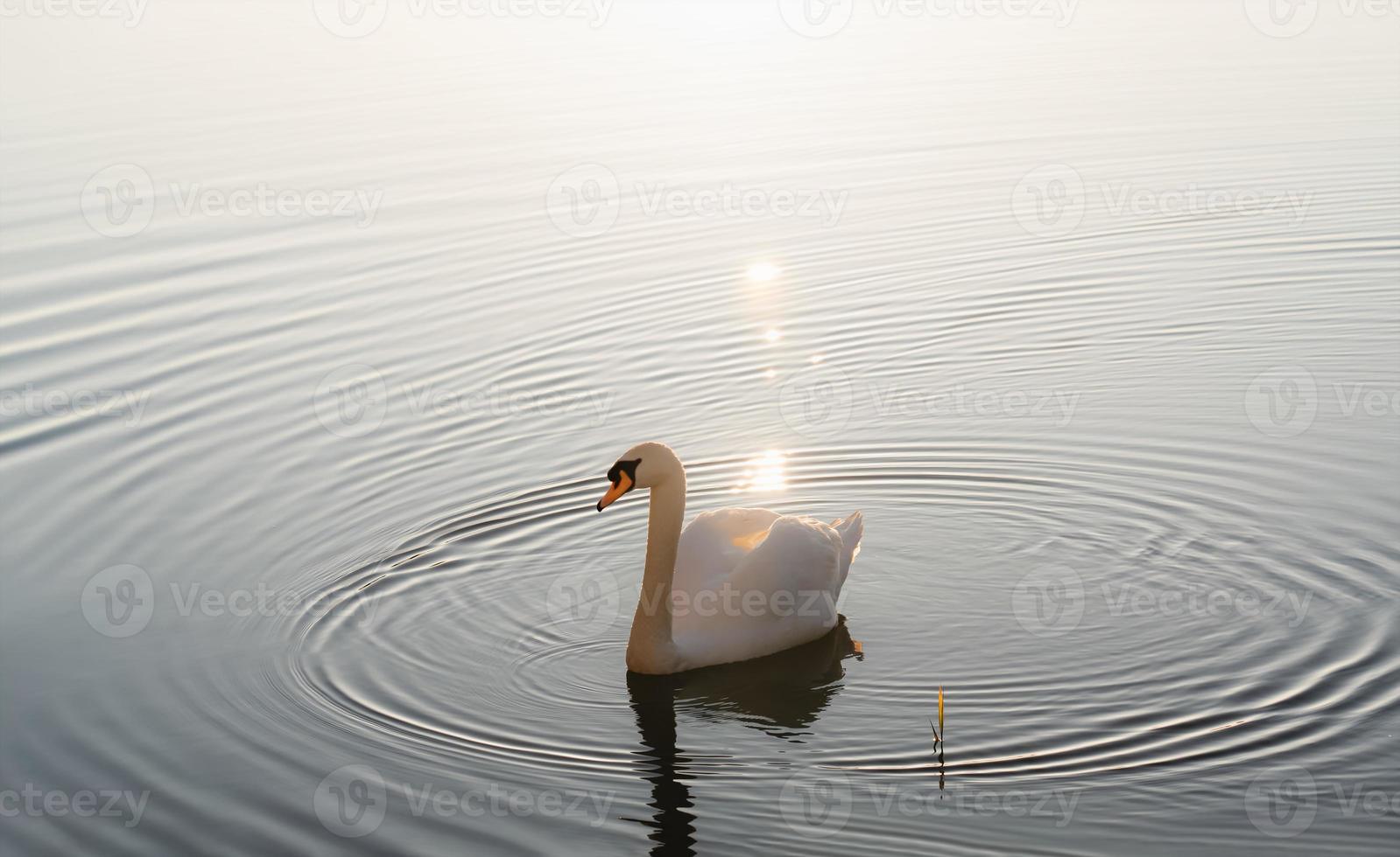 White Swan in beautiful waterfowl on the lake in the spring with sunlight reflection photo