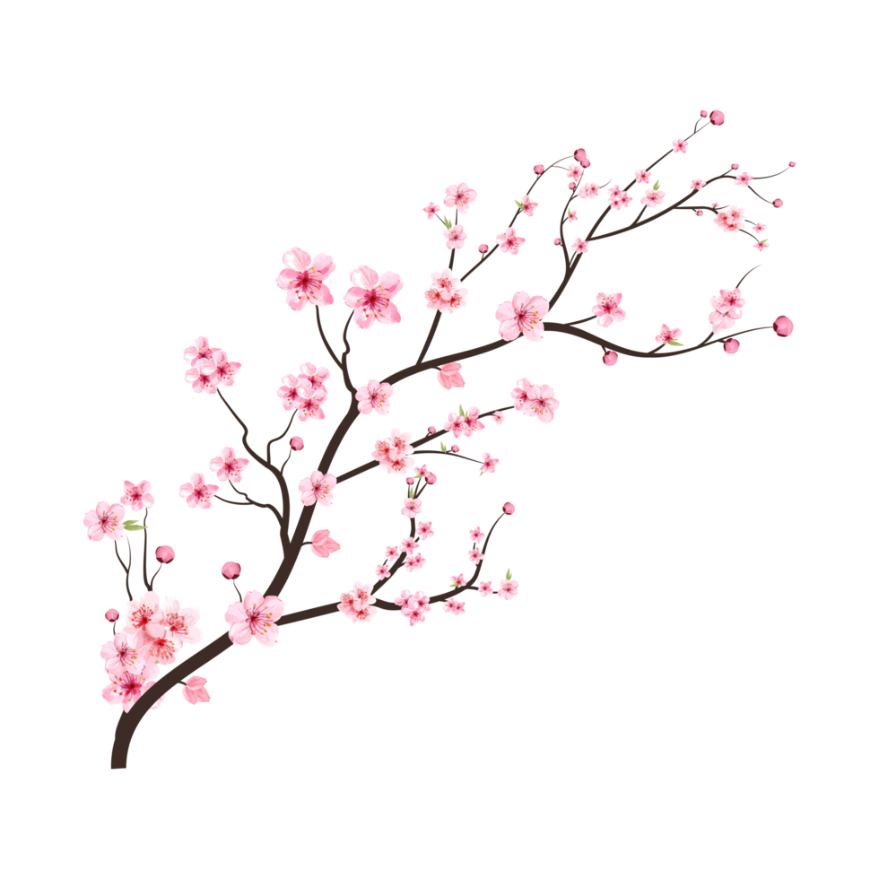 Cherry blossom branch with spreading pink Sakura flower. Watercolor cherry flower. Watercolor flower PNG. Sakura branch on transparent background. Cherry blossom branch with Sakura PNG. png