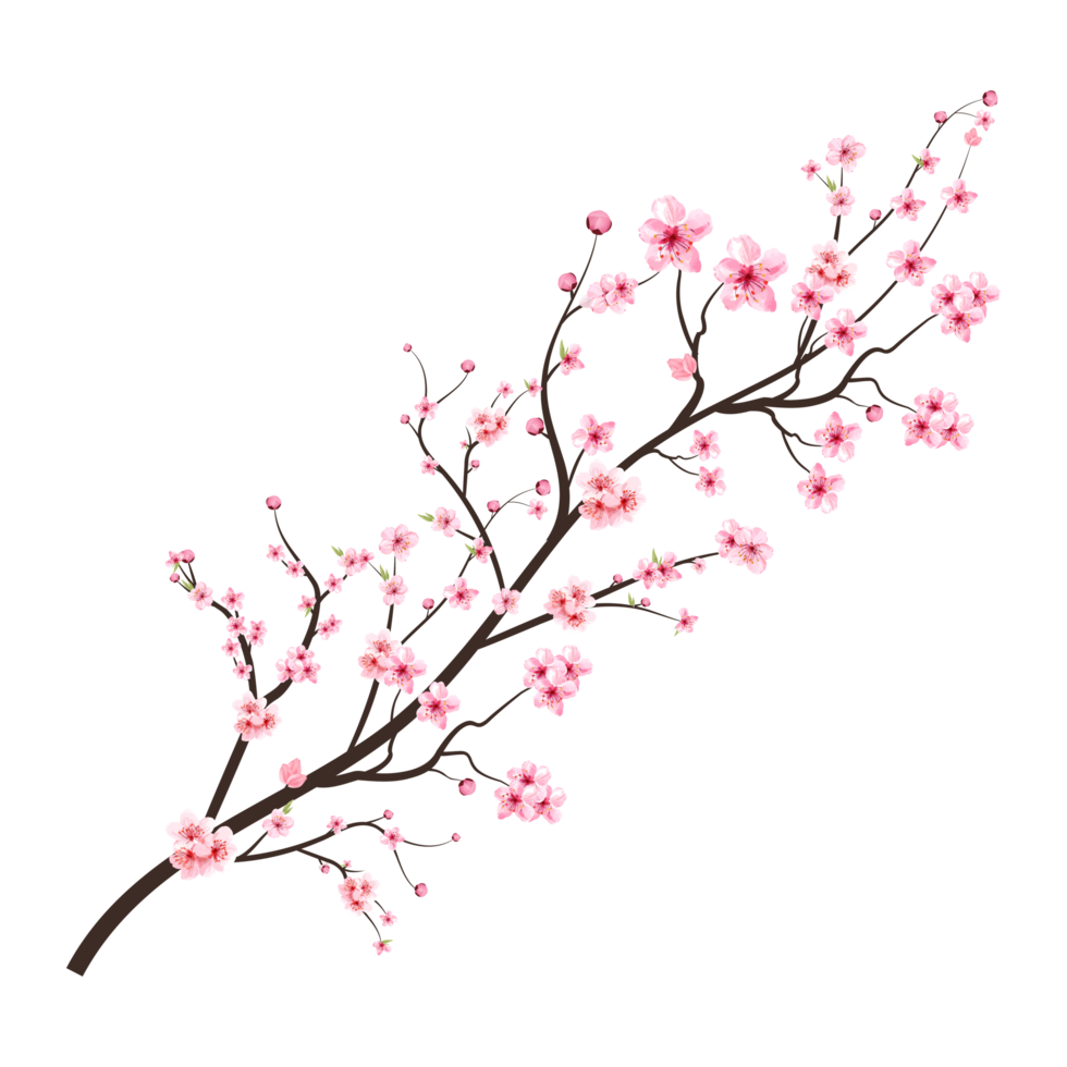 Cherry blossom with watercolor Sakura flower PNG. Cherry blossom branch with pink blooming Sakura flower. Realistic watercolor cherry flower. Sakura branch on a transparent background. Blossom flower. png