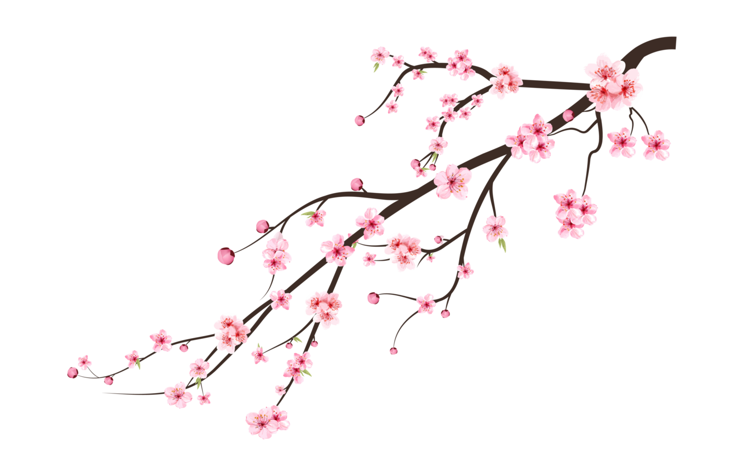 Realistic Cherry blossom branch. Sakura branch with blooming watercolor flower. Watercolor pink cherry flower PNG. Japanese Cherry blossom PNG. Cherry blossom with Sakura flower PNG. png