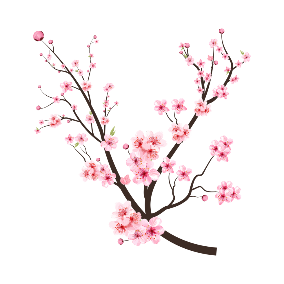 Cherry blossom branch with pink blooming flowers. Sakura branch PNG on transparent background. Cherry blossom with pink watercolor Sakura flower. Realistic watercolor Sakura flower PNG.
