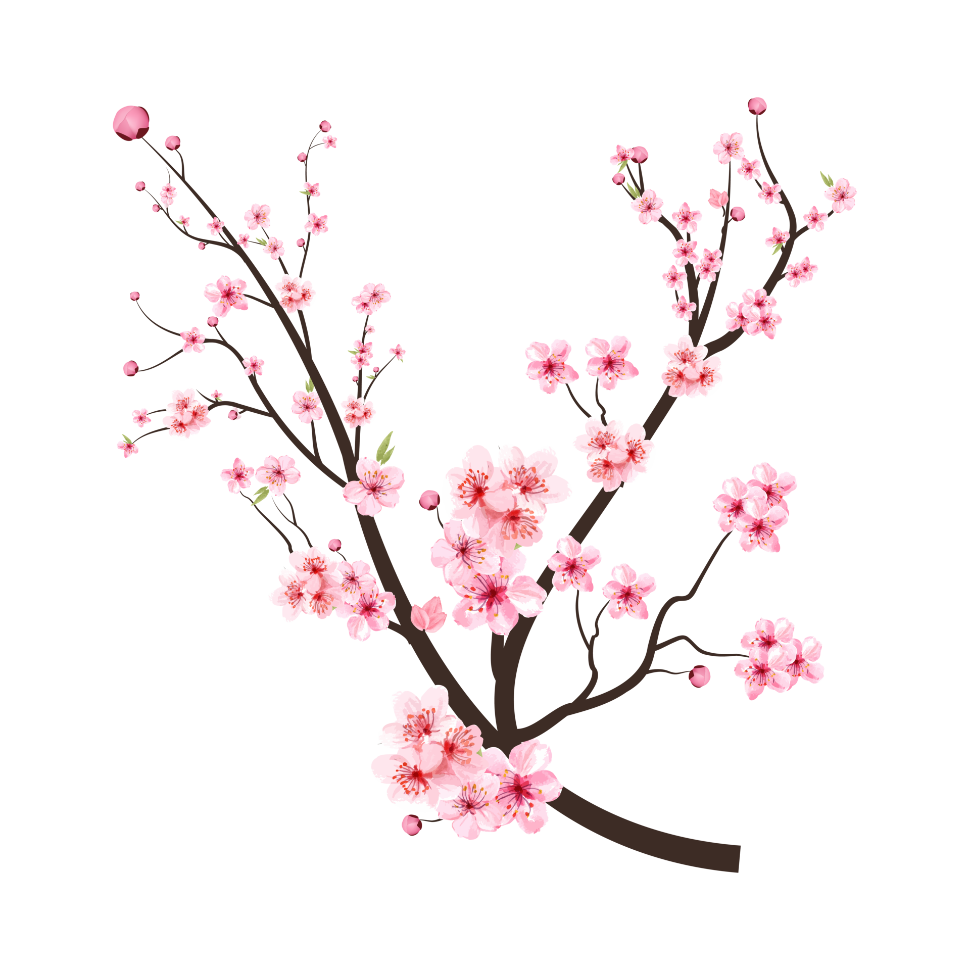 Cherry blossom branch with pink blooming flowers. Sakura branch PNG on