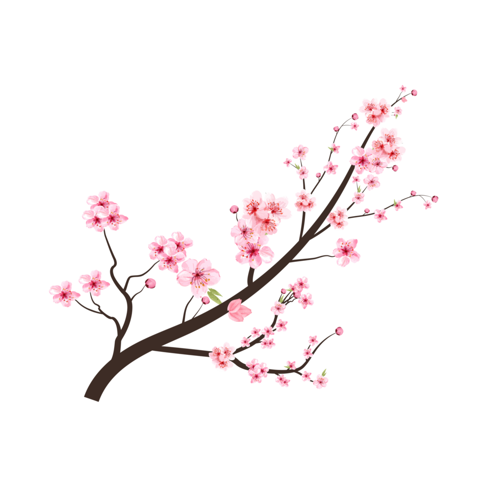 Cherry blossom branch with pink Sakura flower PNG. Cherry blossom with watercolor Sakura flower blooming. Watercolor cherry flower. Japanese Cherry blossom PNG. Sakura branch on transparent background png
