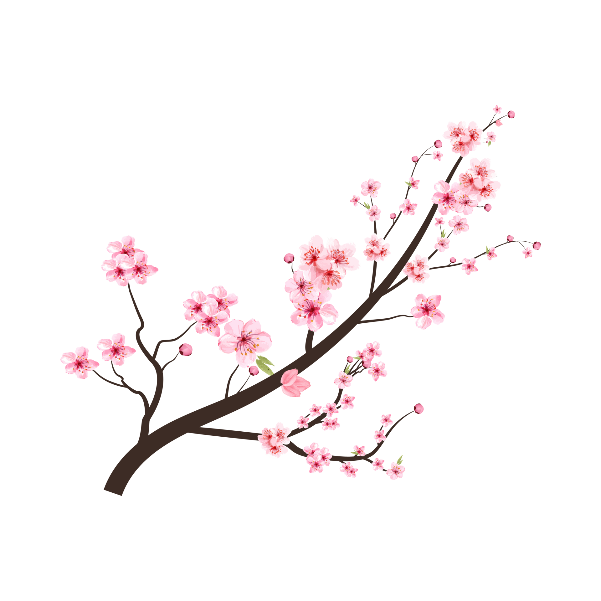 Cherry blossom branch with pink Sakura flower PNG. Cherry blossom with