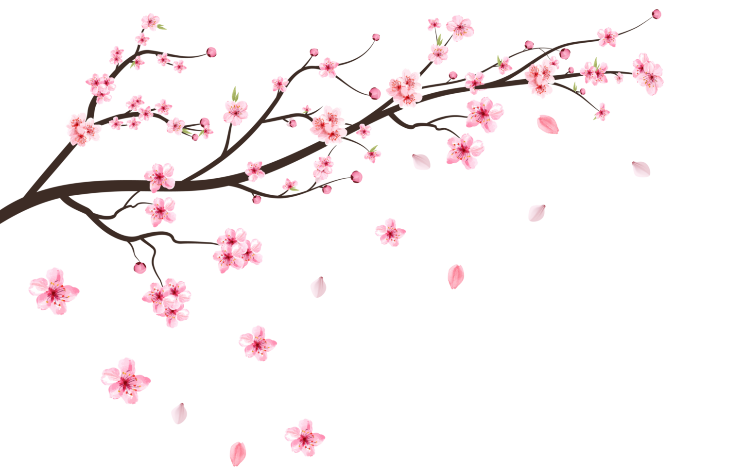 Realistic cherry blossom branch PNG. Pink Sakura flower falling. Sakura with blooming watercolor flower. Cherry blossom leaves falling. Japanese Cherry blossom PNG. Watercolor cherry flower PNG. png