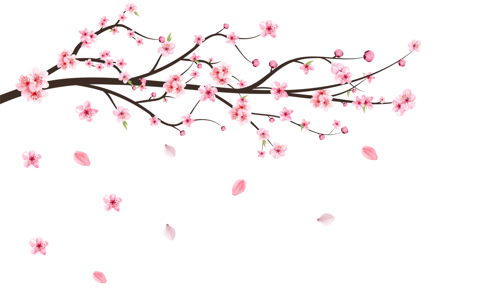 Japanese Cherry blossom PNG. Cherry blossom leaves falling. Realistic cherry blossom branch. Pink Sakura flower falling. Sakura branch with pink watercolor flower. Watercolor cherry flower PNG. png