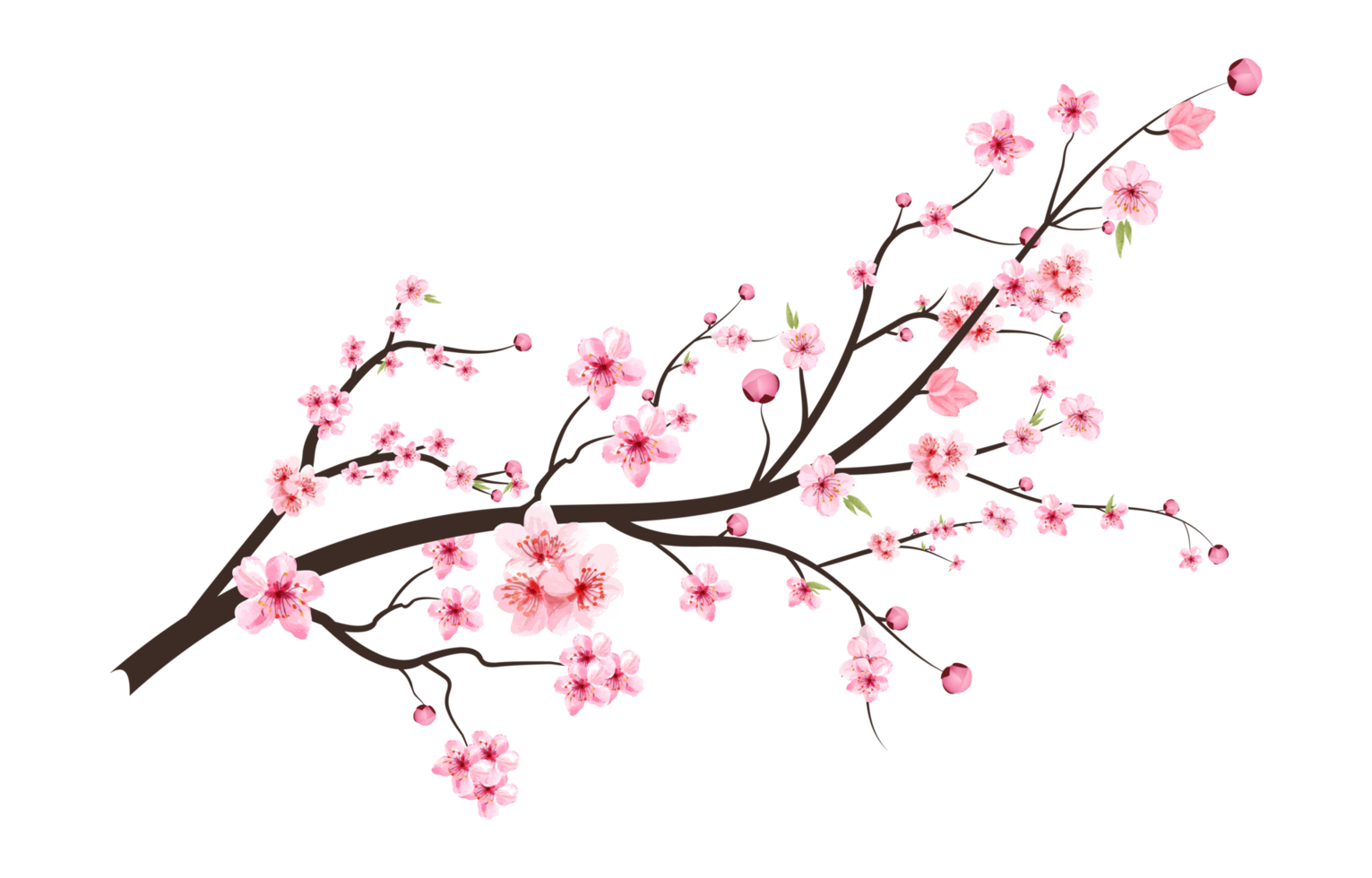 Cherry blossom with blooming watercolor Sakura flower. Realistic Sakura flower branch. Japanese Cherry blossom PNG. Cherry blossom branch PNG. Watercolor cherry flower illustration. png