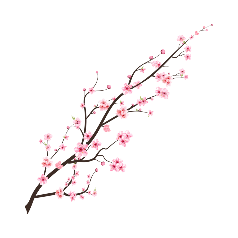 realista cereja Flor ramo. japonês cereja Flor png. cereja Flor com aguarela florescendo sakura flor. Rosa sakura flor ramo png. aguarela cereja flor png. png