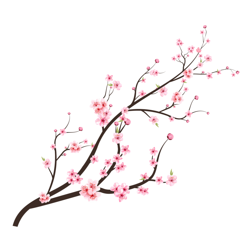 Japanese Cherry blossom PNG. Cherry blossom branch with Sakura flower. Cherry blossom with pink watercolor Sakura flower PNG. Watercolor cherry flower. Sakura branch on a transparent background. png