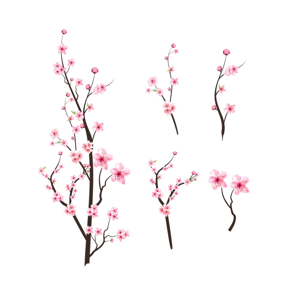 körsbär blomma med vattenfärg blomning sakura. realistisk körsbär blomma gren element. sakura blomma gren png. rosa vattenfärg körsbär blomma png. japansk körsbär blomma png. png