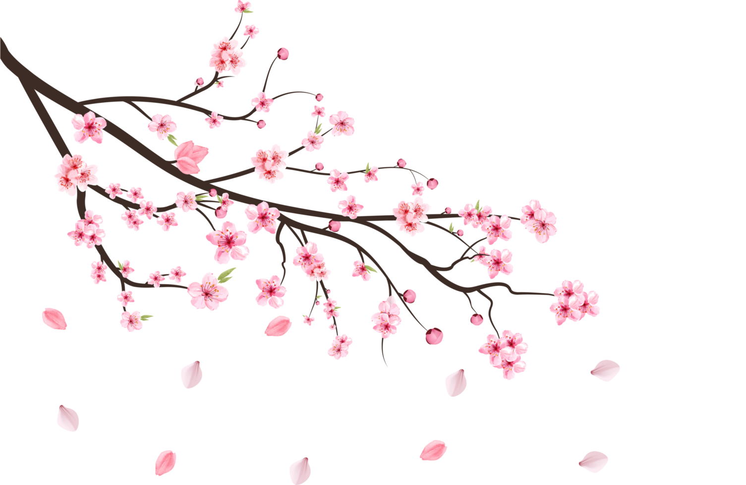 Cherry blossom branch with blooming Sakura PNG. Realistic watercolor cherry flower. Cherry blossom leaves falling PNG. Cherry branch with Sakura. Pink Sakura leaf falling. Sakura flower branch PNG. png