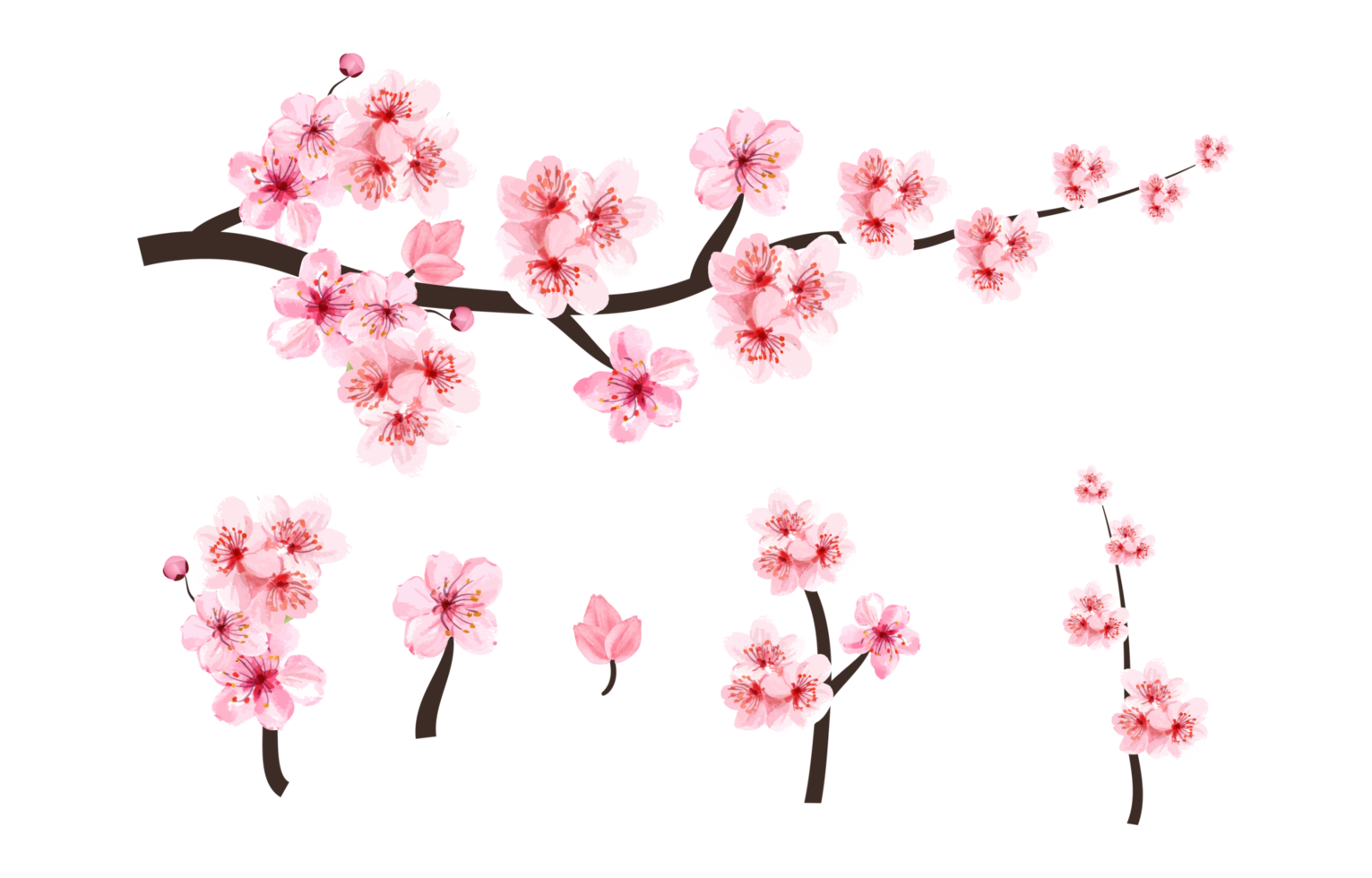 Cherry blossom branch elements with Sakura flower PNG. Cherry blossom with watercolor blooming Sakura. Watercolor cherry flower. Japanese Cherry blossom PNG. Sakura branch with watercolor flower PNG. png