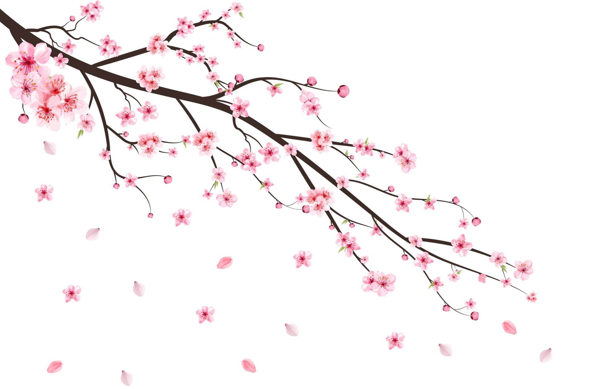 Cherry blossom with watercolor Sakura flower. Cherry blossom leaves