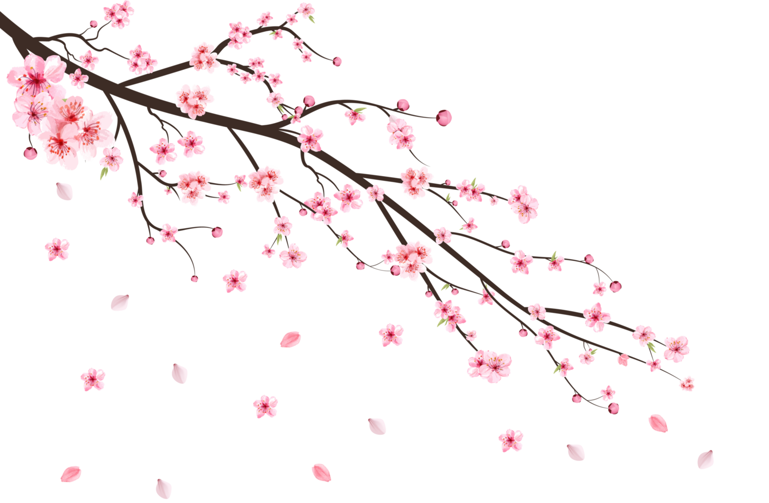 Cherry blossom with watercolor Sakura flower. Cherry blossom leaves falling. Realistic Sakura branch PNG. Japanese Cherry blossom PNG. Pink Sakura flower falling. Cherry branch with Sakura. png