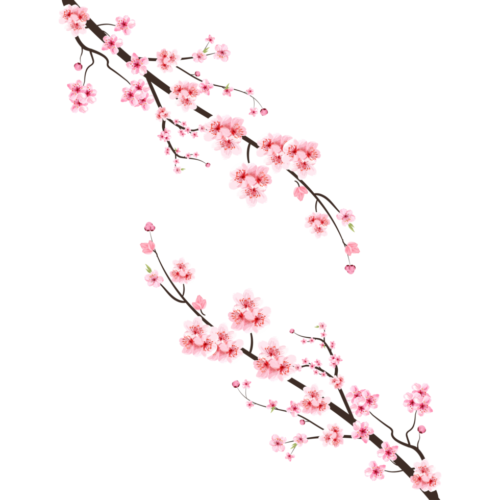 Kirsche blühen mit Aquarell Sakura Blume. japanisch Kirsche blühen png. Kirsche blühen Ast mit Rosa Sakura. Aquarell Kirsche Blume png. Sakura Blume Ast png. png