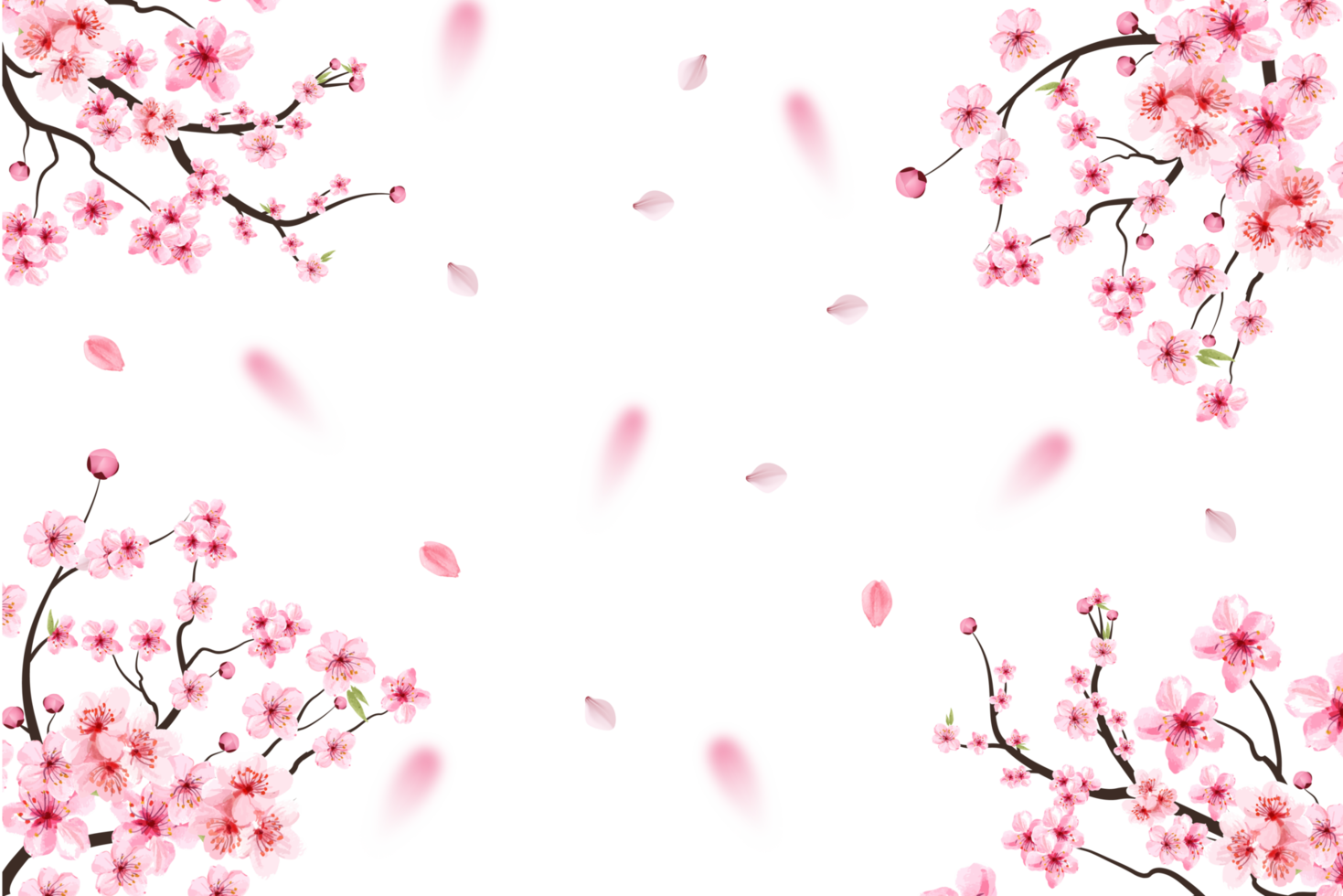 Cerise fleur avec rose Sakura fleur png. rose Sakura feuille chute. Sakura branche avec épanouissement aquarelle fleur. Cerise fleur feuilles chute. Japonais Cerise fleur png. png