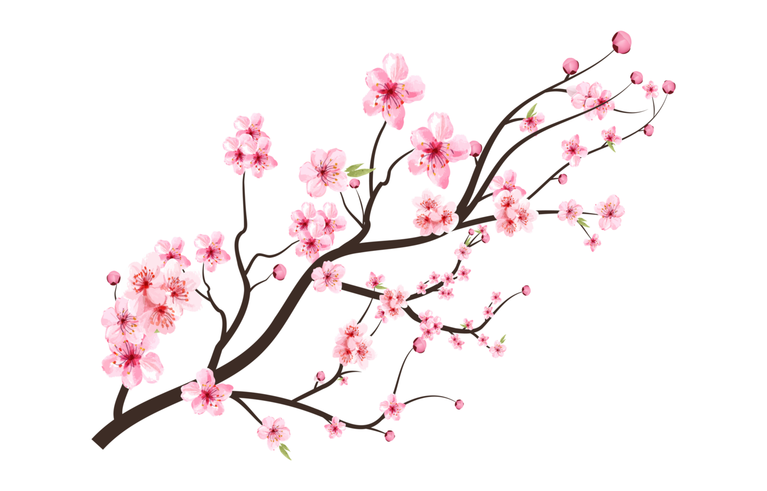 Cherry blossom with blooming watercolor Sakura PNG. Realistic watercolor Sakura flower branch. Japanese Cherry blossom PNG. Cherry blossom branch with Sakura flower. Cherry flower branch. png