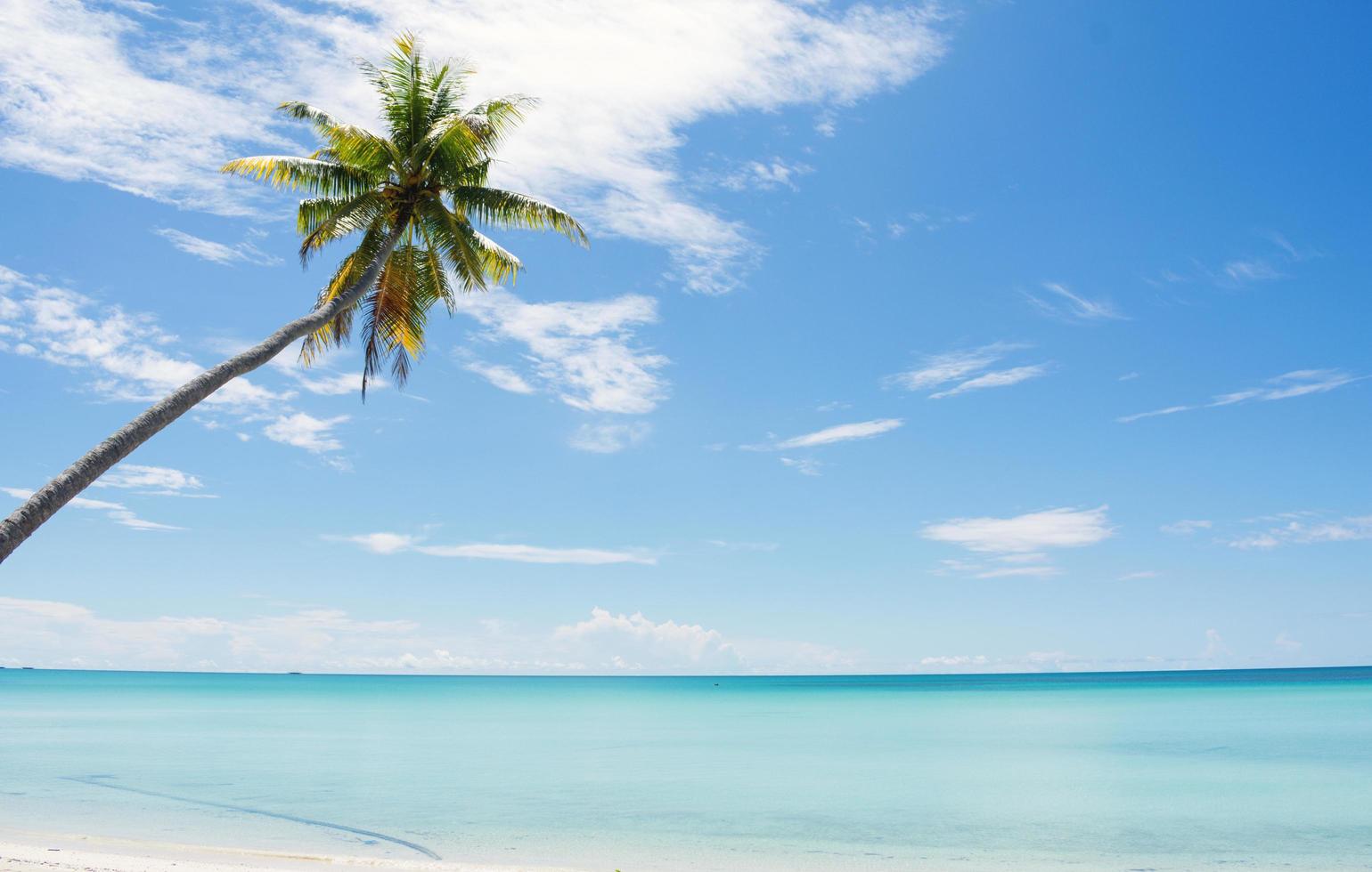 the minimalist coconut tree at the beach photo