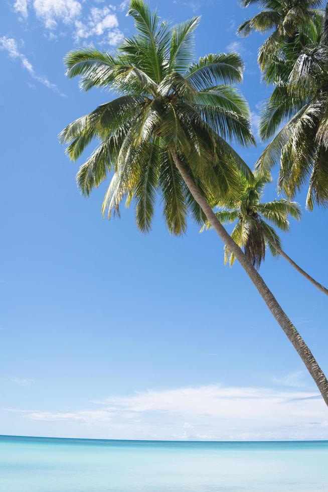 the coconut tree at the beach photo