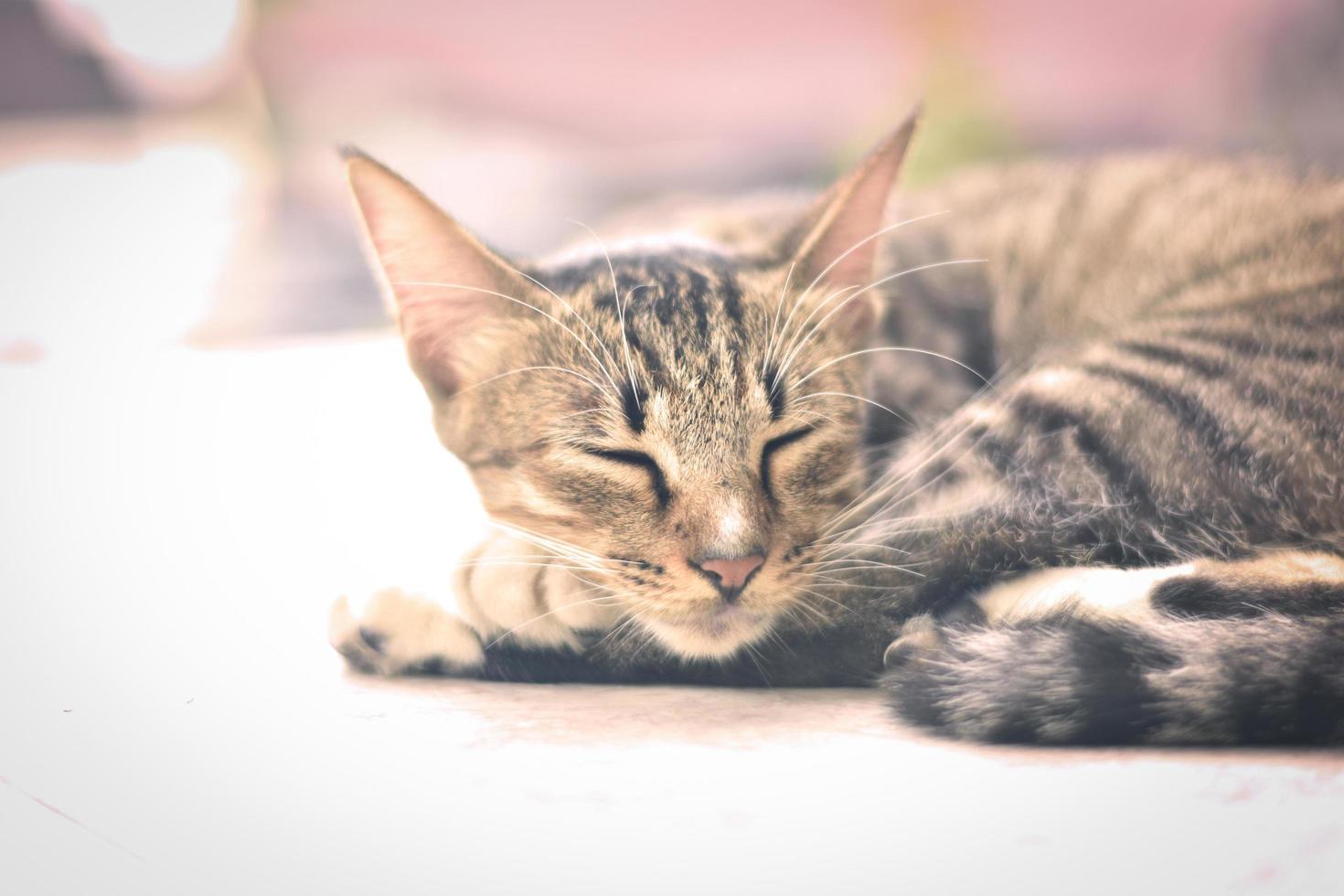 gato tomando un siesta foto