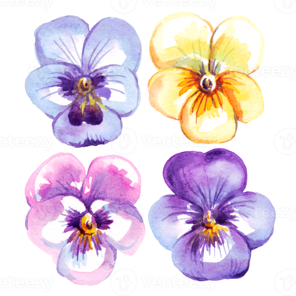 Pansy flowers.  Watercolor illustration png