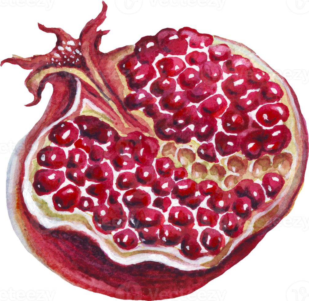 granatäpple. vattenfärg illustration png