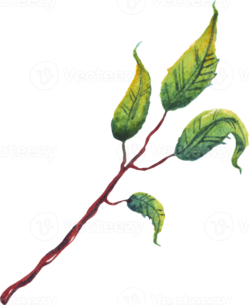Green leaf. Watercolor illustration png