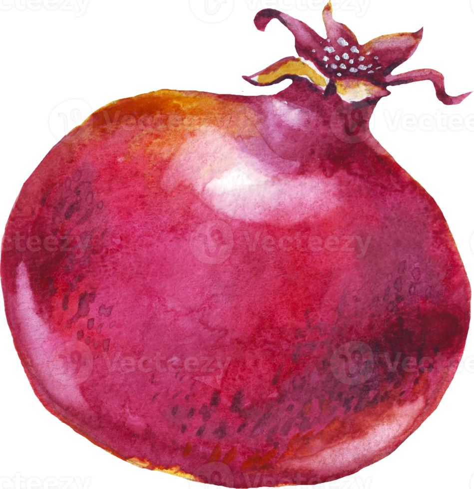 Pomegranate. Watercolor illustration png