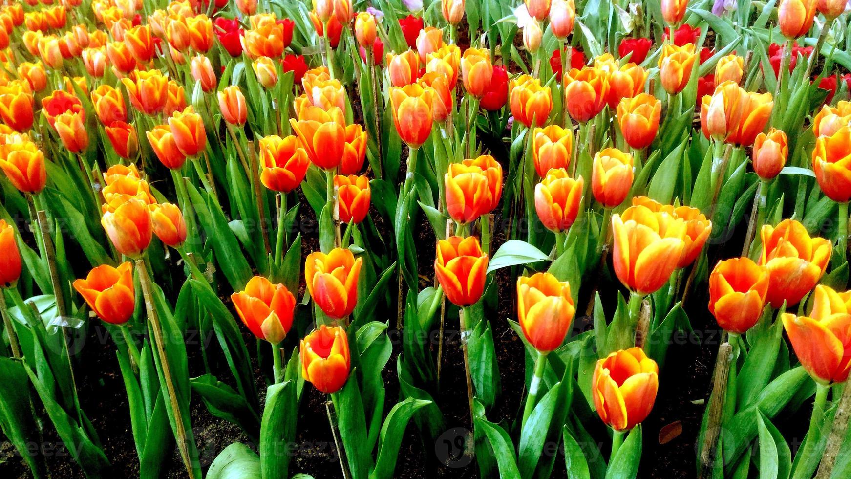 de cerca y cosecha naranja tulipanes en jardín. un hermosa de flores foto