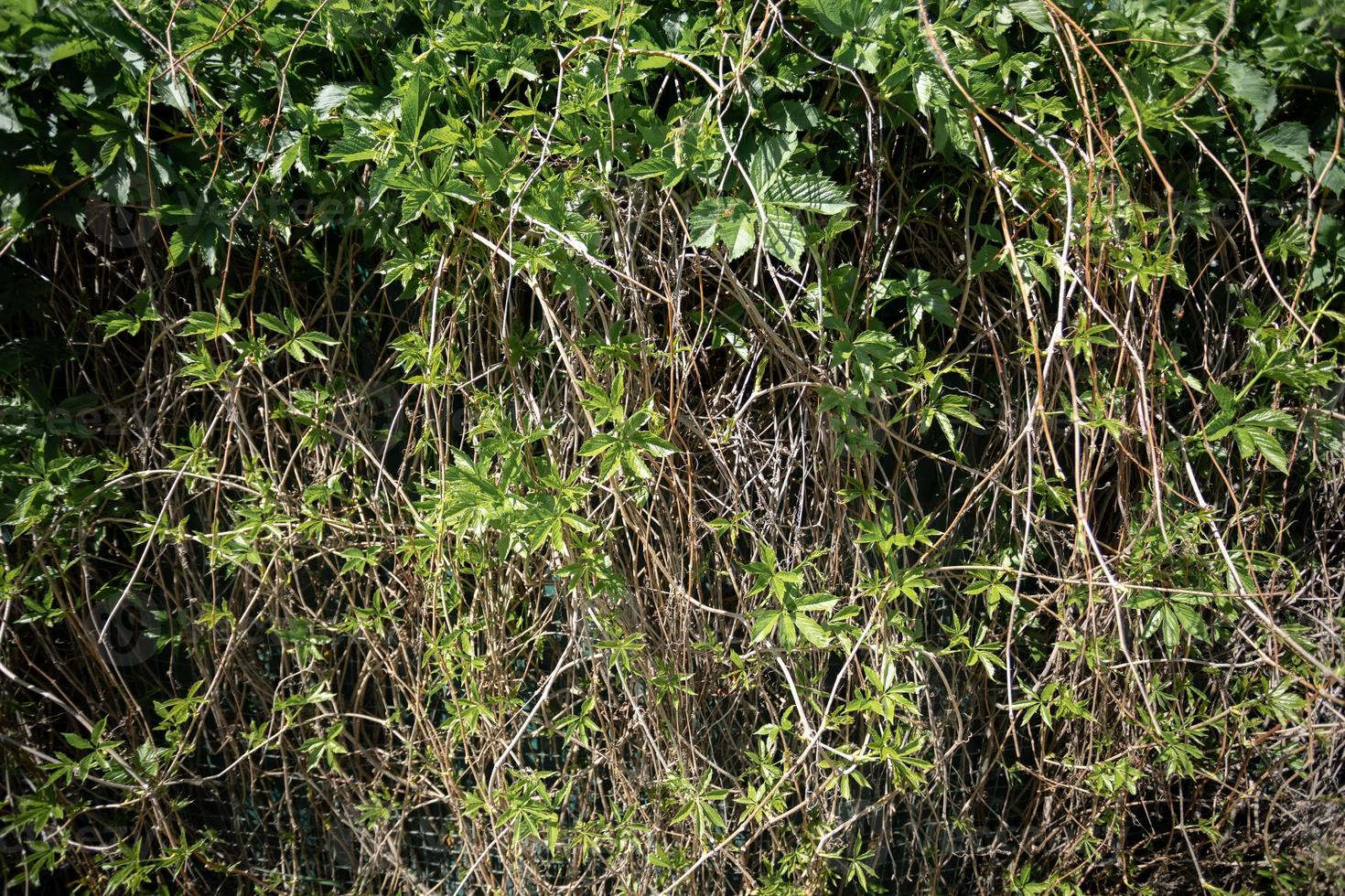 decorativo antecedentes de salvaje verde uvas hojas y tallos. salvaje hiedra natural fondo de pantalla. Copiar espacio. foto