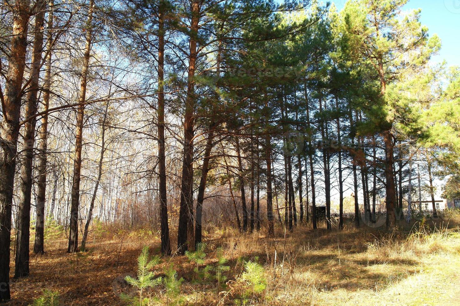 Evening sun in the pine forest, beautiful landscape photo