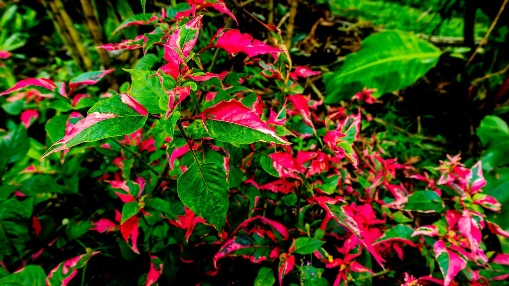 beautiful and stunning red leaves as background photo