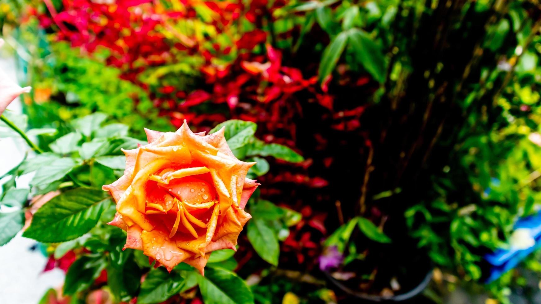 beautiful and stunning rose flowers as background photo