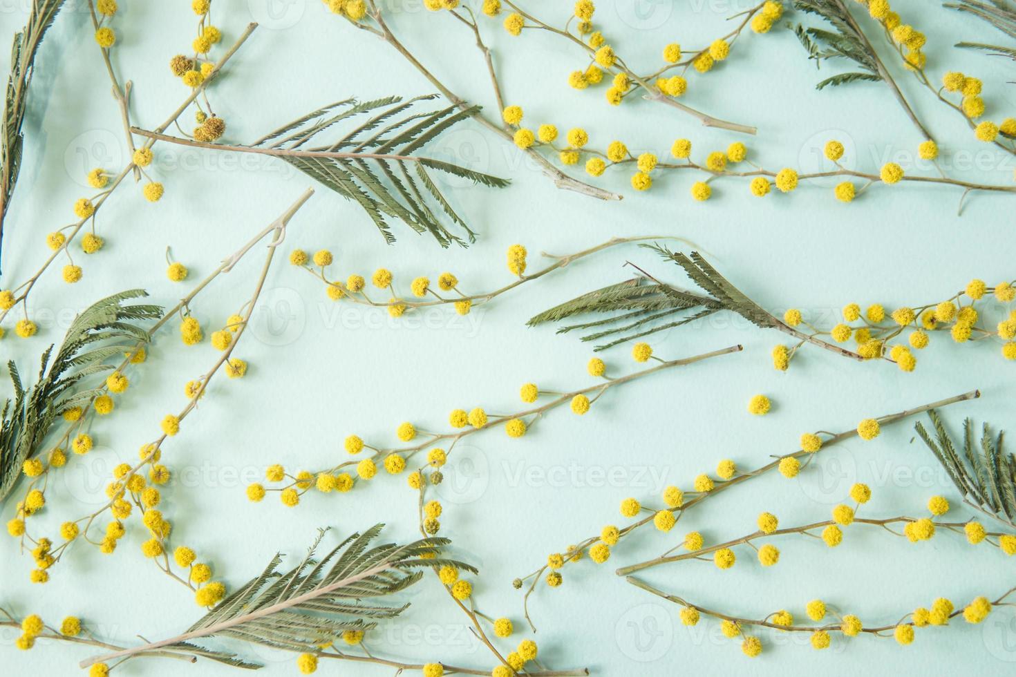 Mimosa twigs are spread out on a mint background. Spring concept. Spring background. photo
