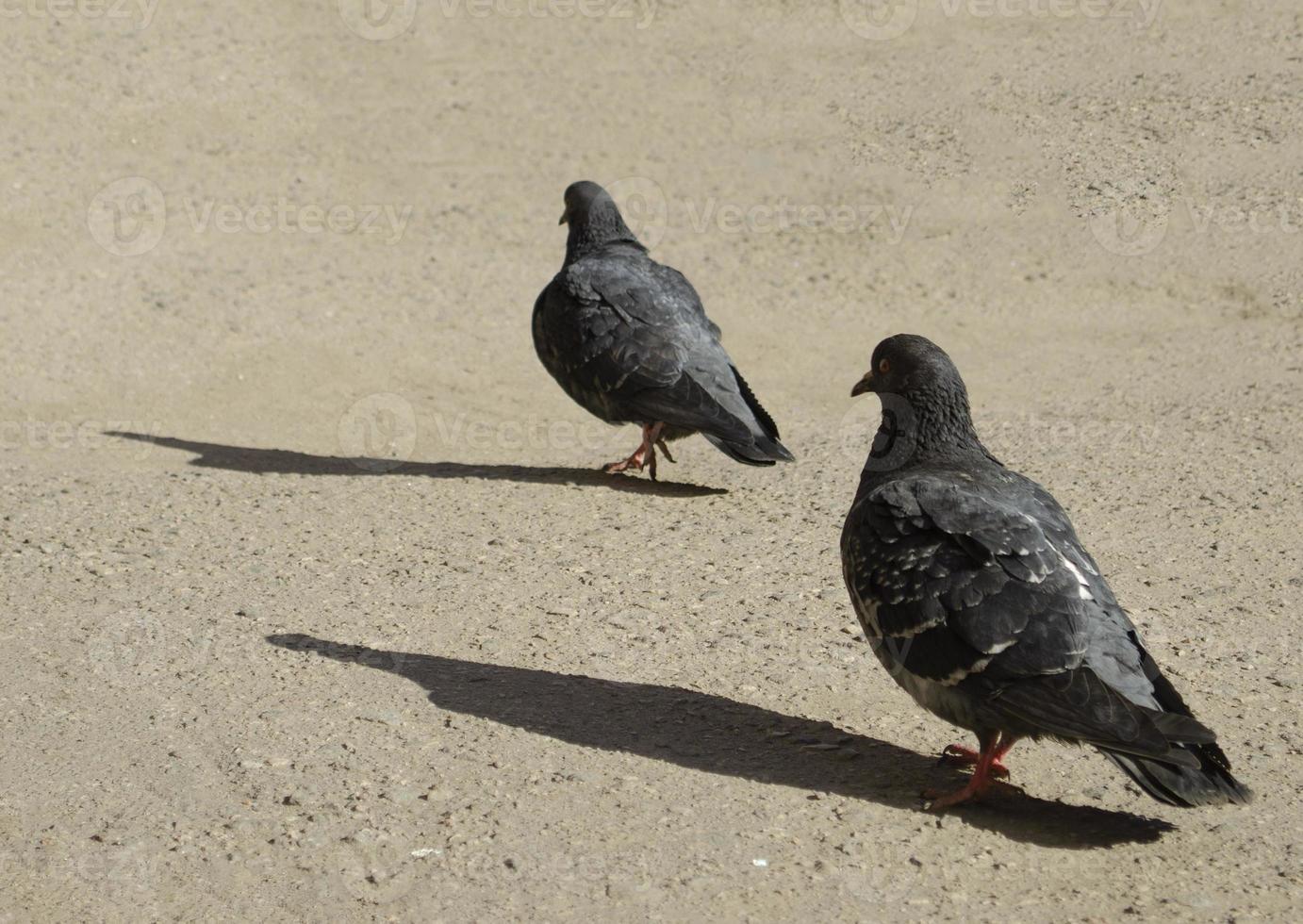 dos aves caminando en el calle. aves de cerca. foto