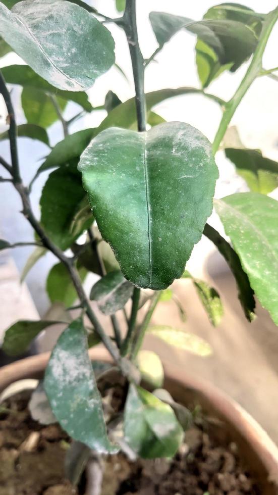 Diseased home potted plant. plant leaves in flowerpot, with dark brown spots, dry edges, burns and affected by mite, scab or viral infection photo