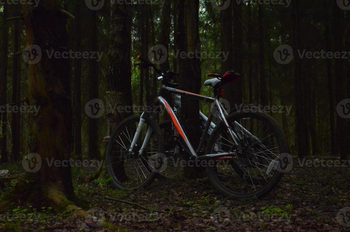 Bicycle near the tree. Traveling to the forest by bike. Evening in the forest. leisure. photo